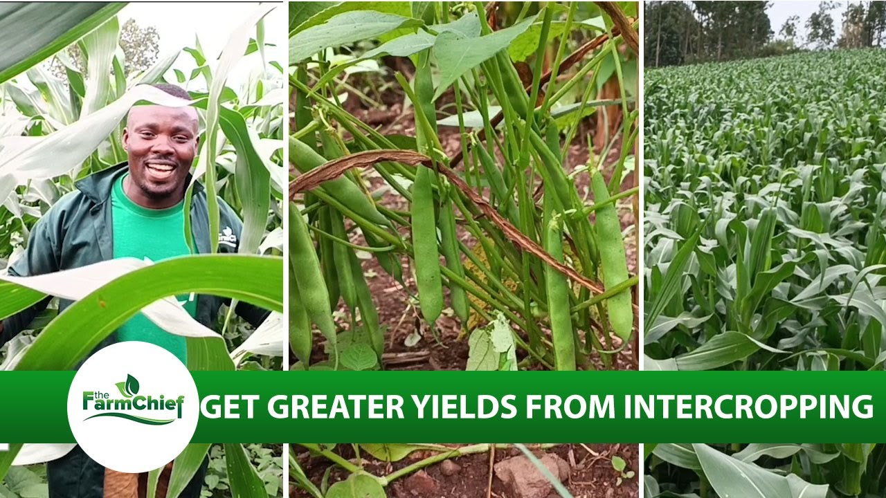 Benefits of inter cropping.(Inter cropping gives additional yield than sole cropping)