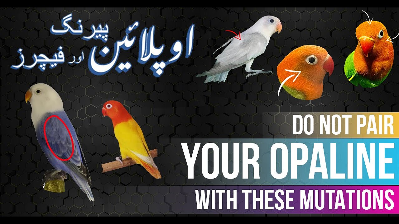 Do not Pair Your Opaline With These Mutations | Yasir Khan Rokhri