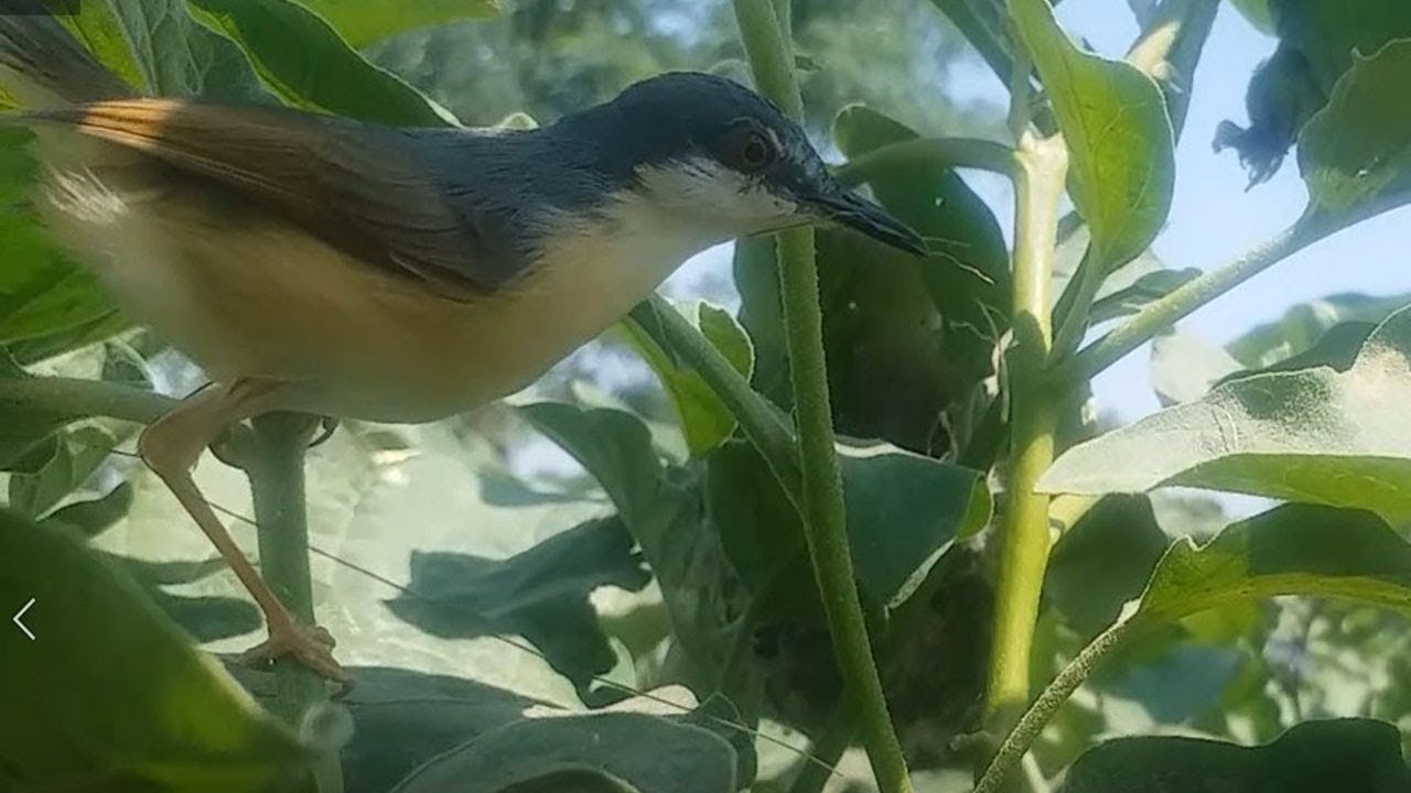 Common Chiff Chaff Leaf Warbler Nesting|| Phylloscopus collybita Building Nest For Young Cute Chicks