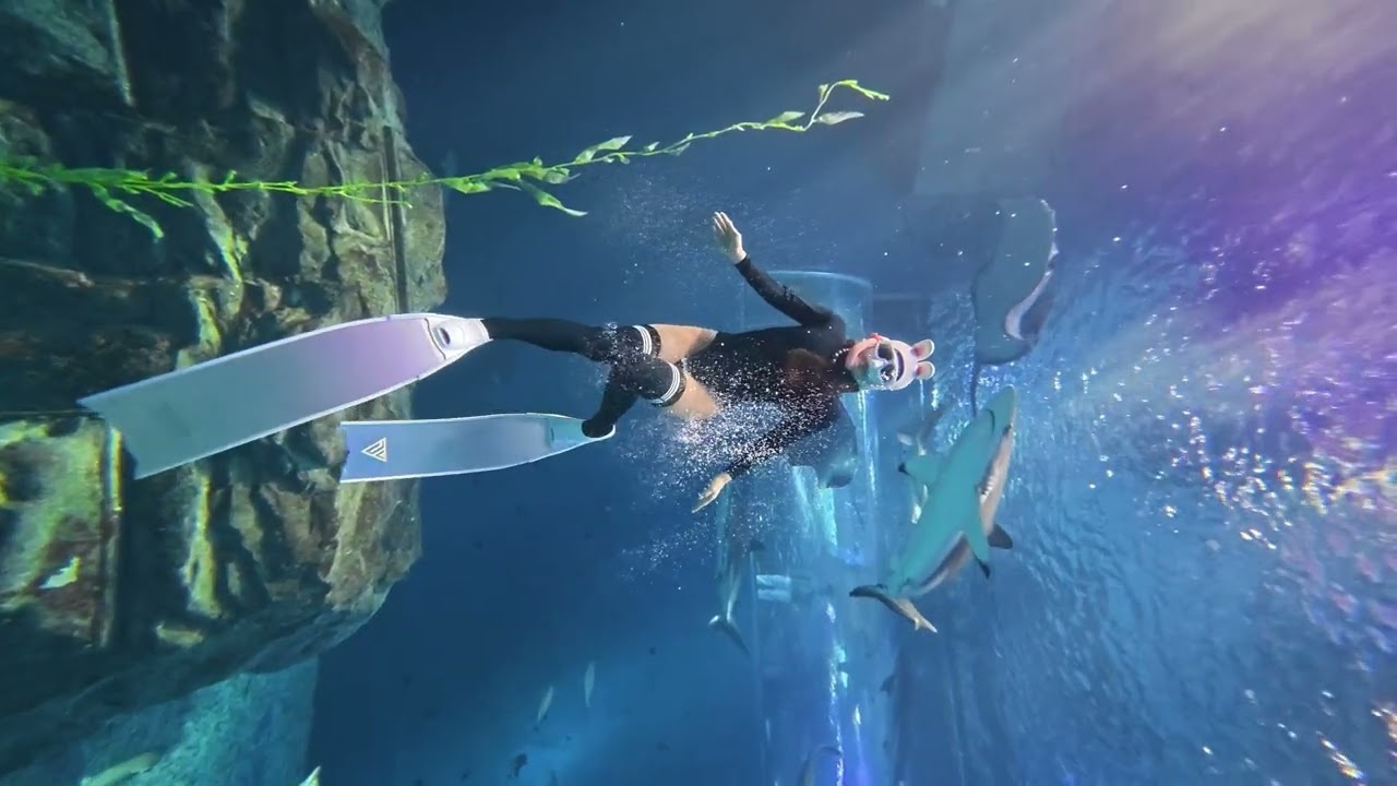Vlog 제주 아쿠아리움 단독 프리다이빙 - 안쌤 프리다이브의 제주 프리다이빙 (AnSam Freedive)