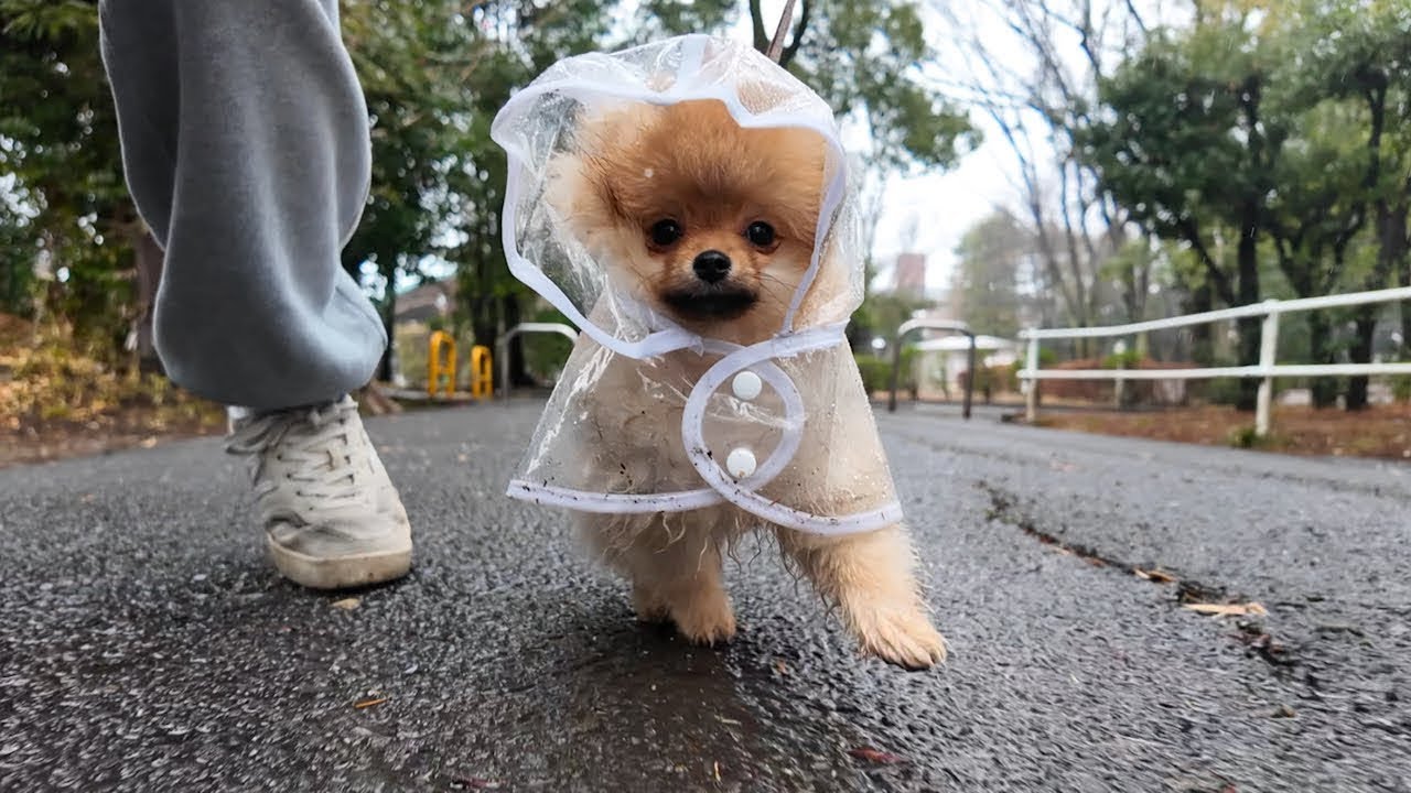 雨を防ぐ最強のアイテムを手に入れたポメラニアン