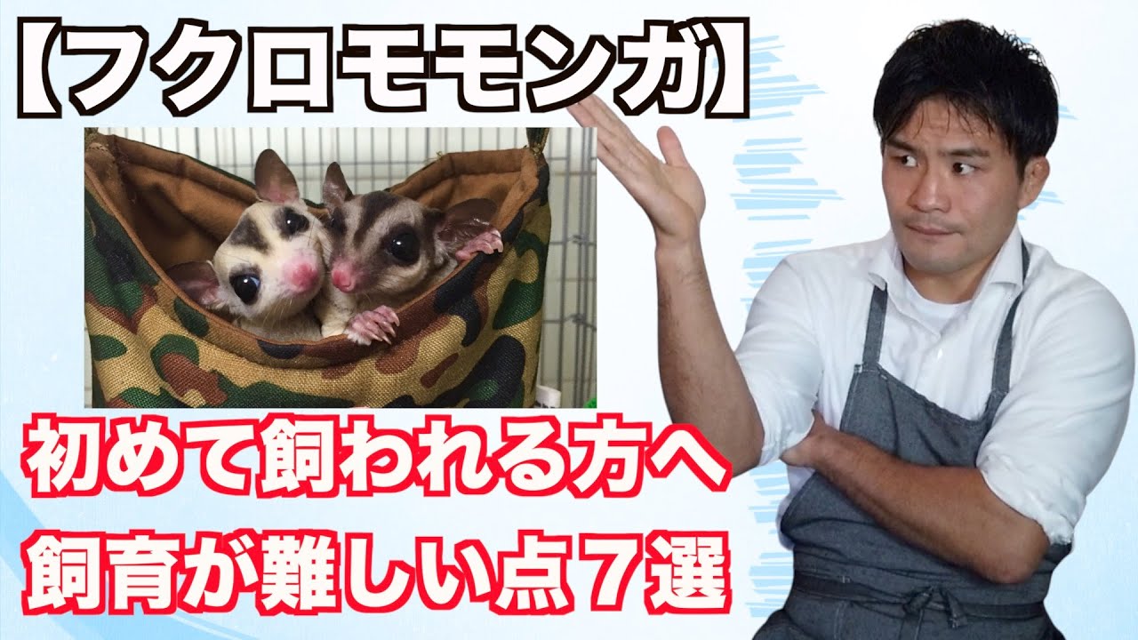 【フクロモモンガ】初めて飼う方へフクモモの飼育が難しい点