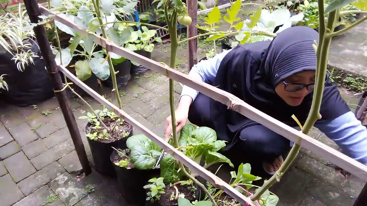 Kebun sayur mini