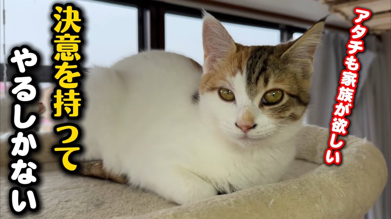保護猫シェルターの猫たちについてご報告があります