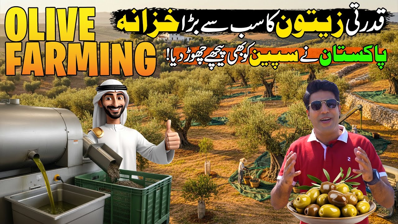 Amazing Olive Oil Extraction in Pakistan's Biggest Izhar Farms Factory 🇵🇰 | Made In Pakistan