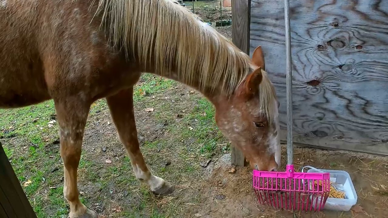 Building A Simple Horse Shelter For Pumpkin