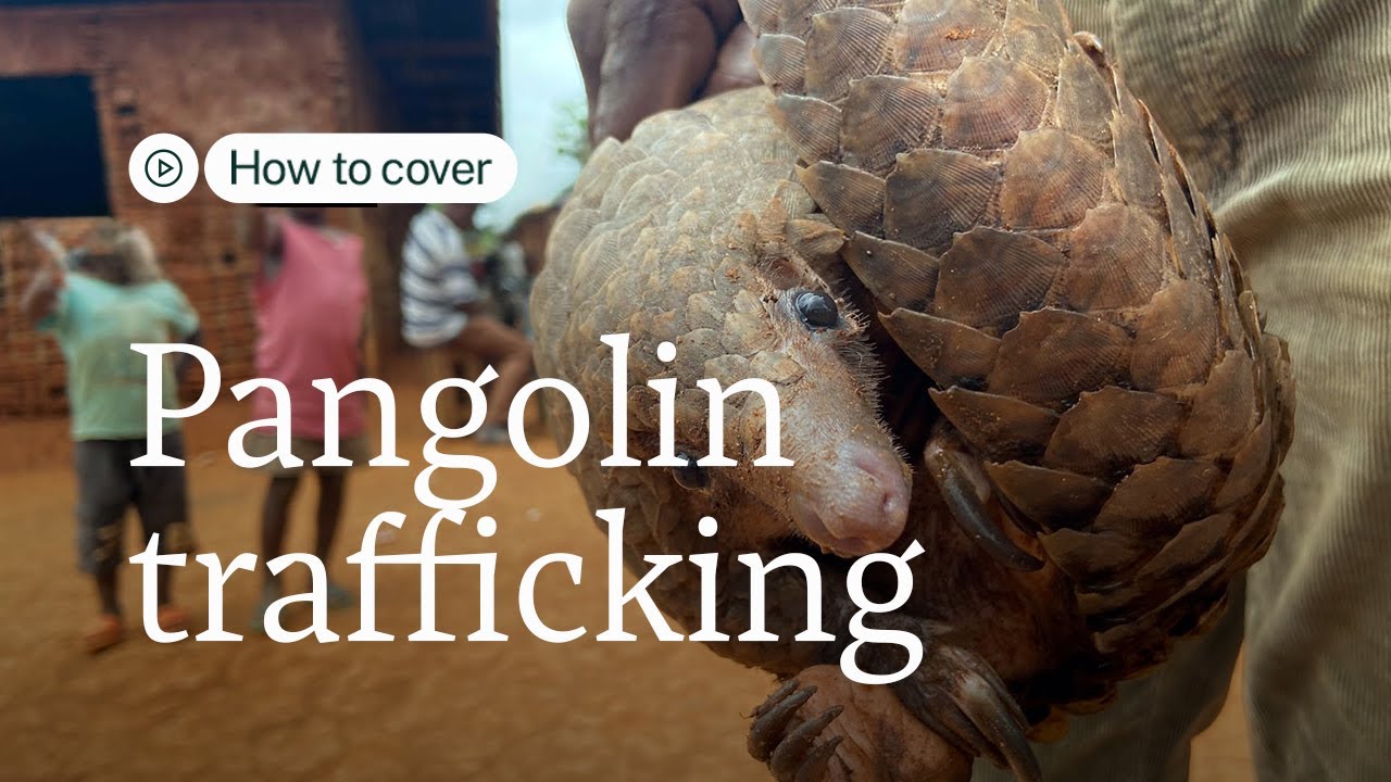 How to Cover Pangolin Trafficking | Mongabay Webinars
