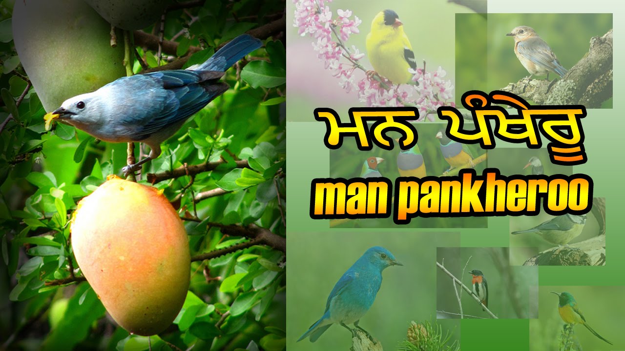 man pankheroo - ਮਨ ਪੰਖੇਰੂ