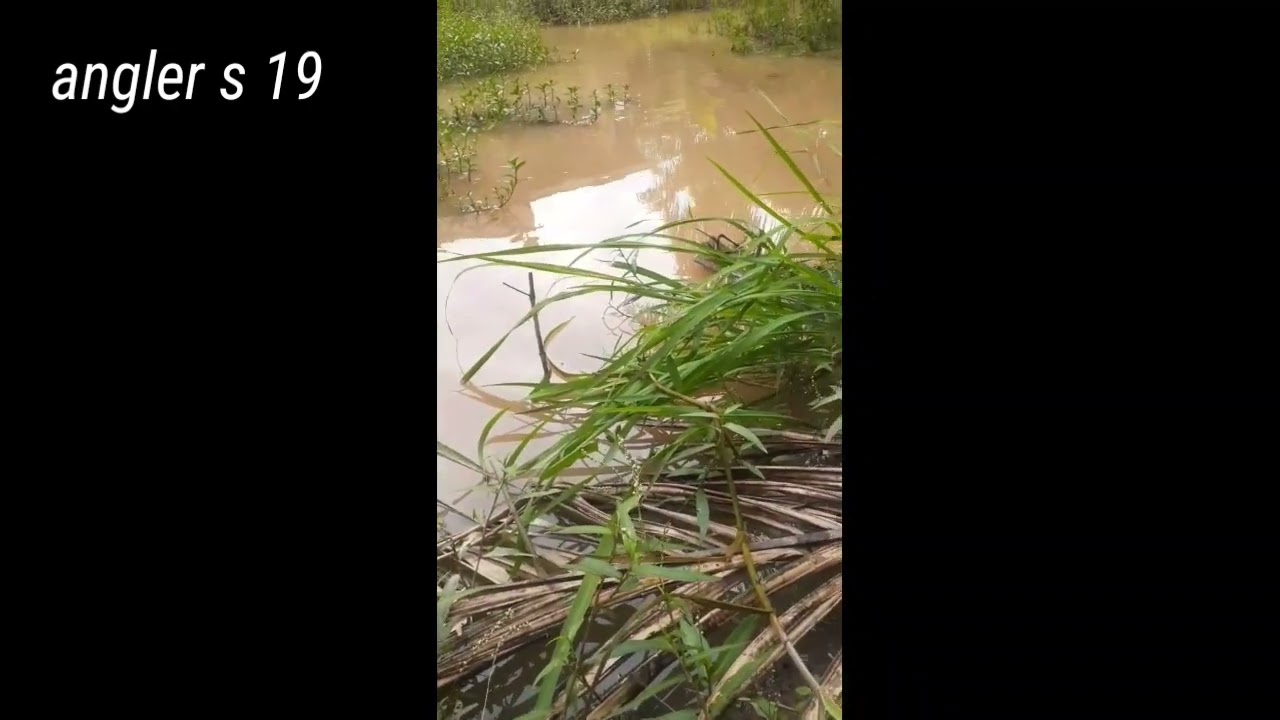 Negek Betok,ikan berduri tapi gurih berminyak 