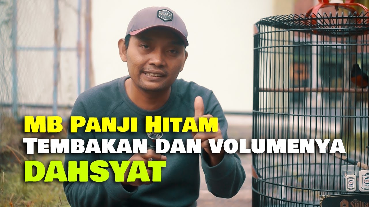 TAMPIL CIAMIK , MURAI PANJI HITAM TEMBAKAN DAN VOLUMENYA DAHSYAT