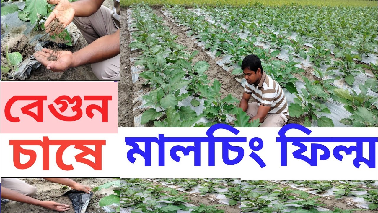 বেগুন চাষে মালচিং ফিল্ম ।  Mulching film in  Brinjal cultivation