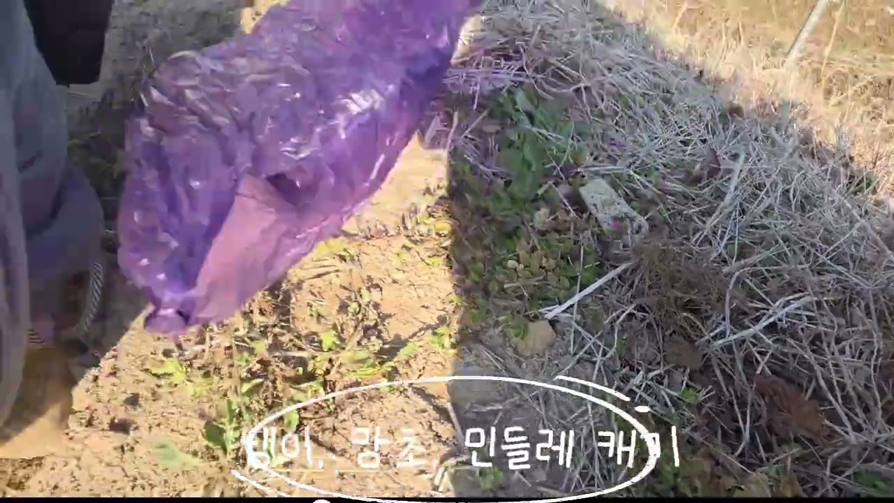 삼 종 세트 나물(😅)