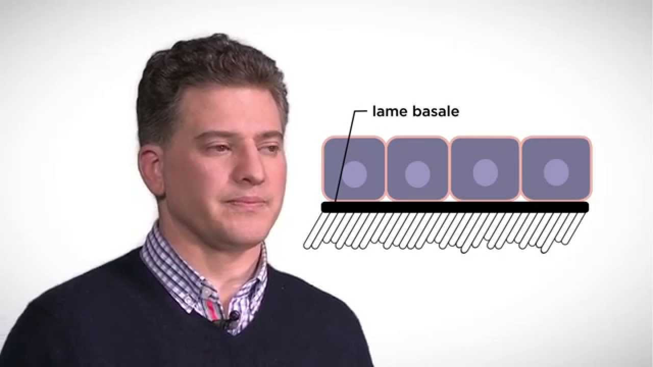 MOOC côté cours : Le rôle de la matrice cellulaire