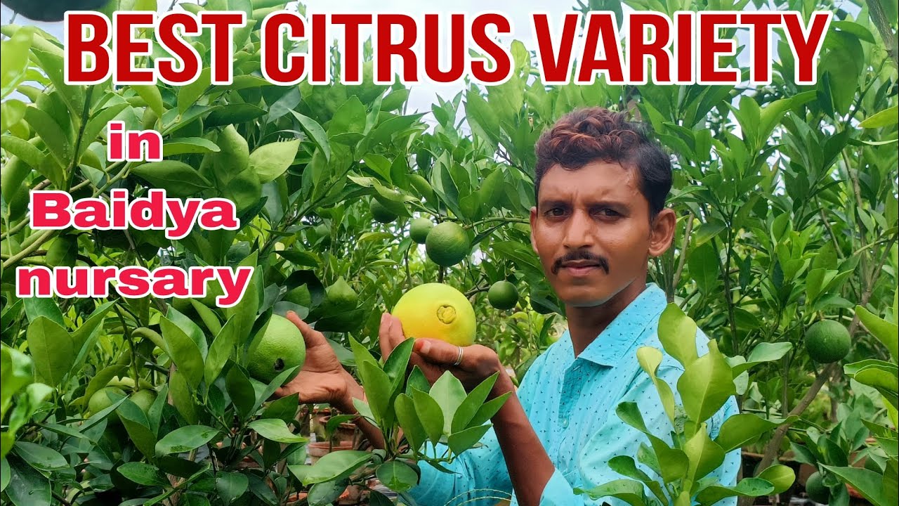 Best citrus variety🍋🍊🍊baidya nursary