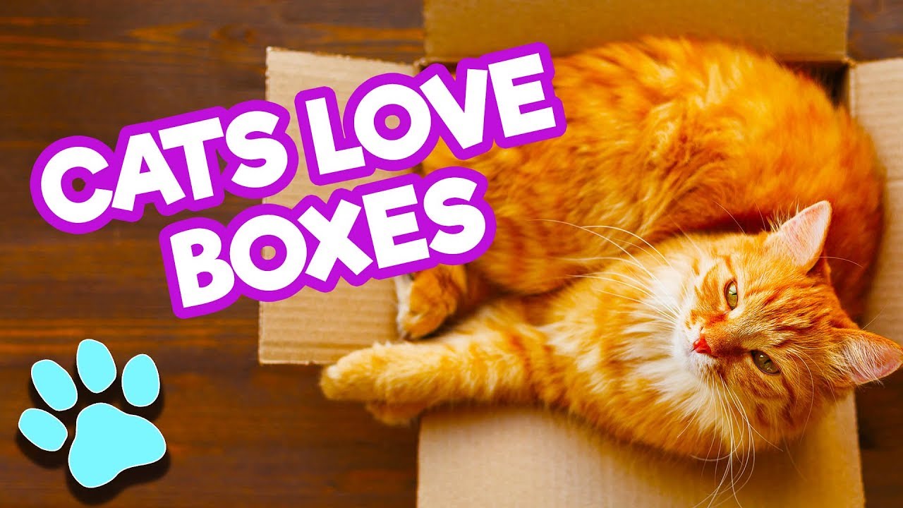 Cats LOVE Boxes | Funny Cats Compilation | 