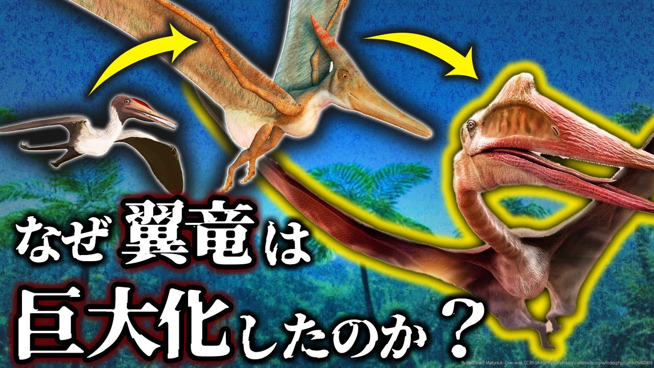 【ゆっくり解説】手足の進化が鍵？！なぜ翼竜は巨大化したのか？