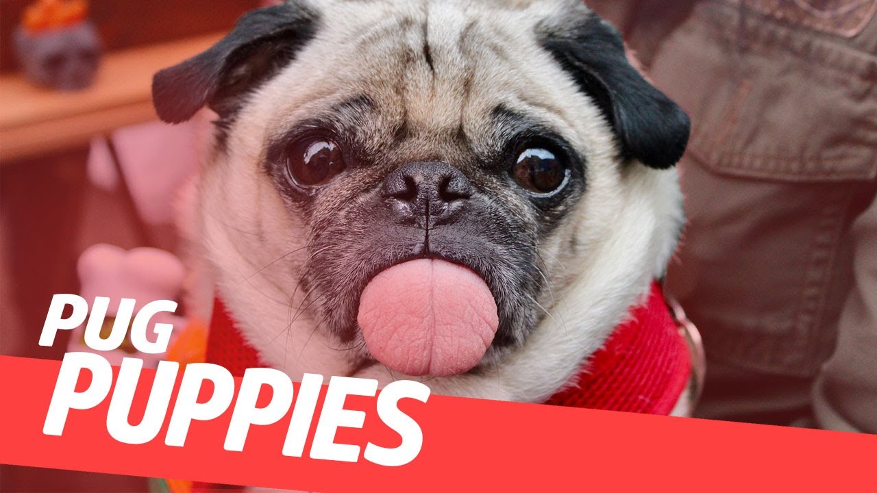 Puppy Pugs | Small and Funny Pugs Compilation