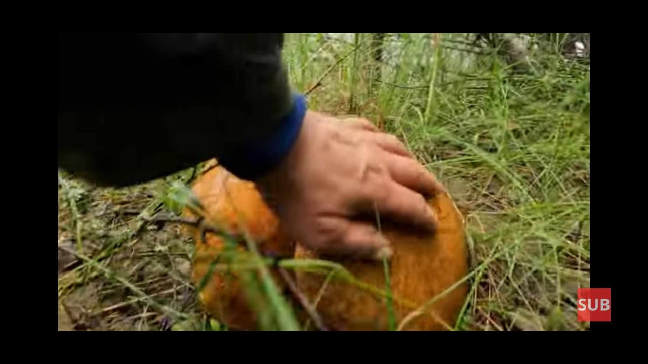 ВЕДРО КАК ВЕДРО!! КРАСИВЫЕ ВЕДРА КАК ИЗ СКАЗКИ - ПРИШЛОСЬ КУПИТЬ КОРЗИНЫ