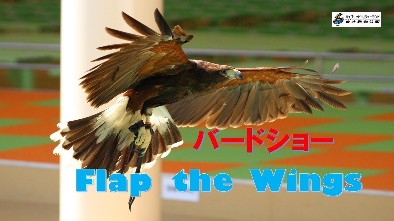 （LIVE） バードショー　～Ｆｌａｐ　ｔｈｅ　ｗｉｎｇｓ～