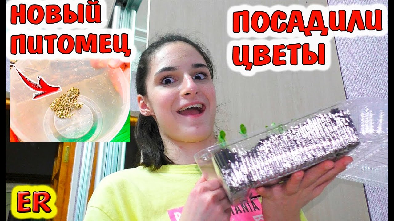 АЛИСА ПРИТЯНУЛА В ДОМ ЗВЕРУШКУ / САЖАЕМ ЦВЕТЫ НА РАССАДУ / Easy Rose