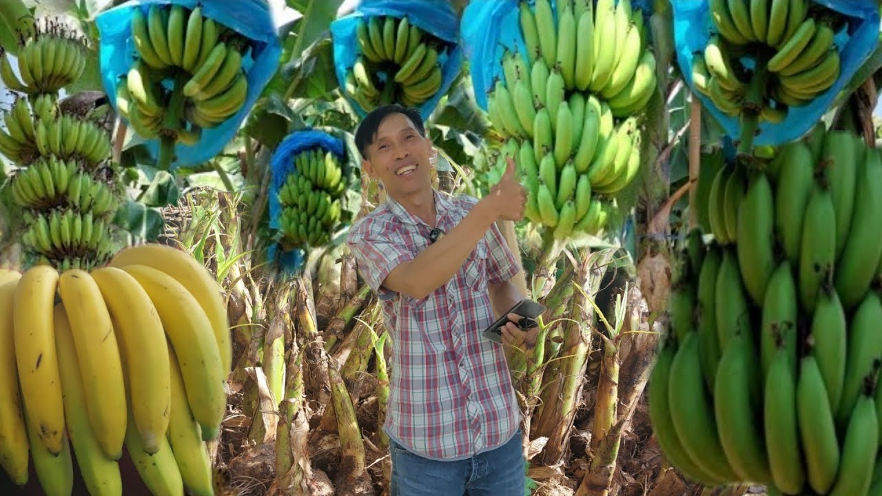 5 เดือนออกปลีออกเครือ!!กล้วยหอมทองแขนทอง 1ไร่ 1แสน!!เกรดส่งนอก...สุดยอดจริงๆ ไม่ปลูกไม่ได้แล้ว!!