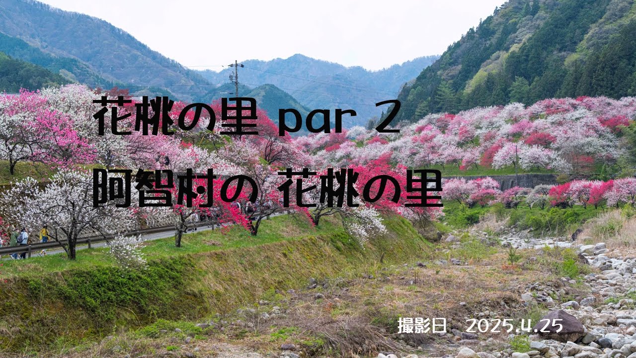 阿智村　花桃の里