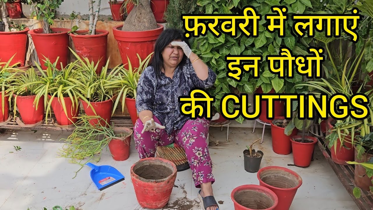 Grow These 35 Type Of Plant Cuttings In February || FUN GARDENING