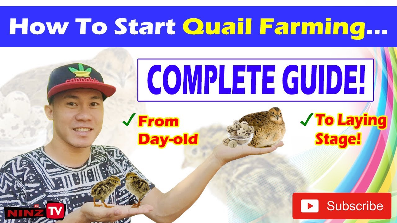 Complete Guide: How to Start Quail Farming! | From Day-Old to Laying Stage | ninz TV