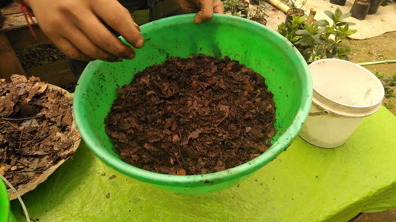 How to care an #azalea | How to make a PERFECT Acidic SOIL  for azalea plants|How to grow it Faster