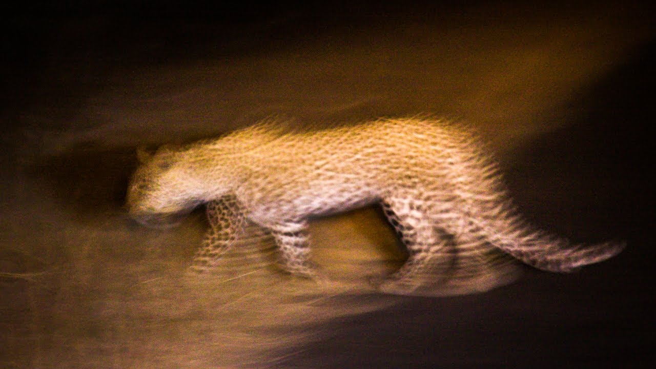 Kruger Park night sounds | Lower Sabie, KNP, South Africa - African safari nature sounds 🌍110