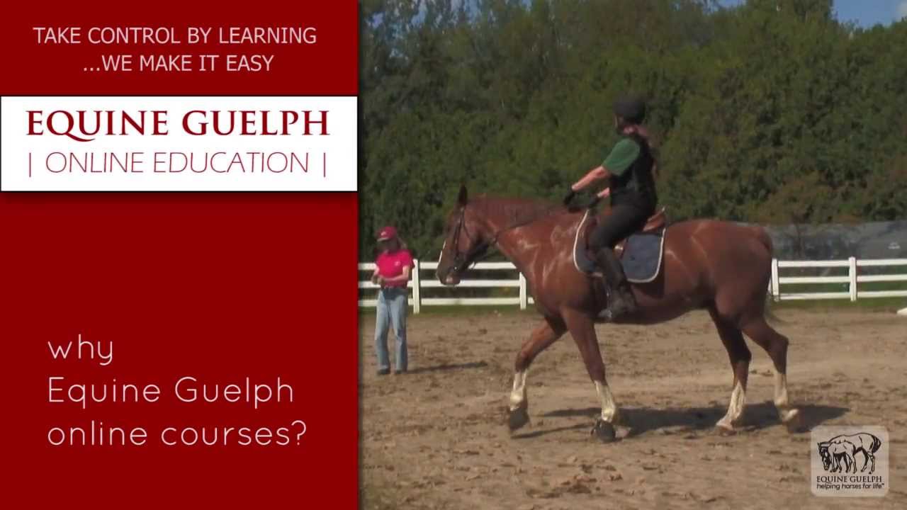Student talks about online horse education with Equine Guelph.