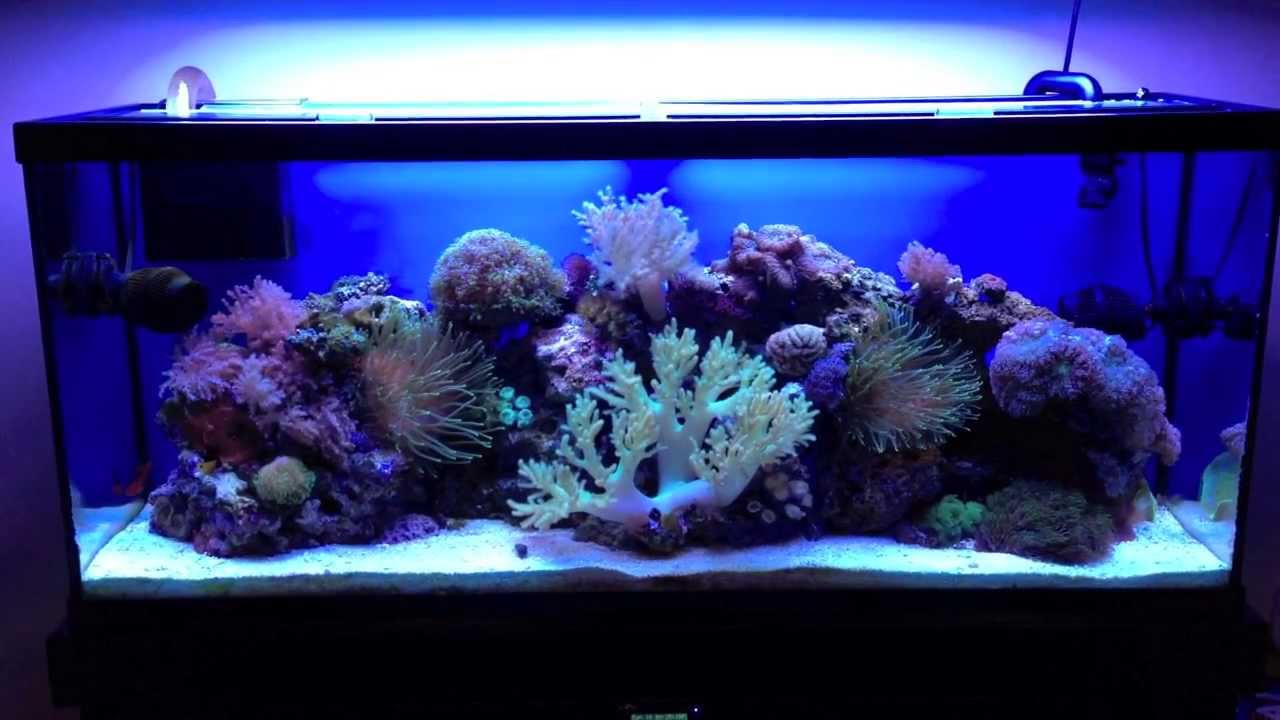 Ocean Motion Reef Build 3 The 55gallon Mixed Reef