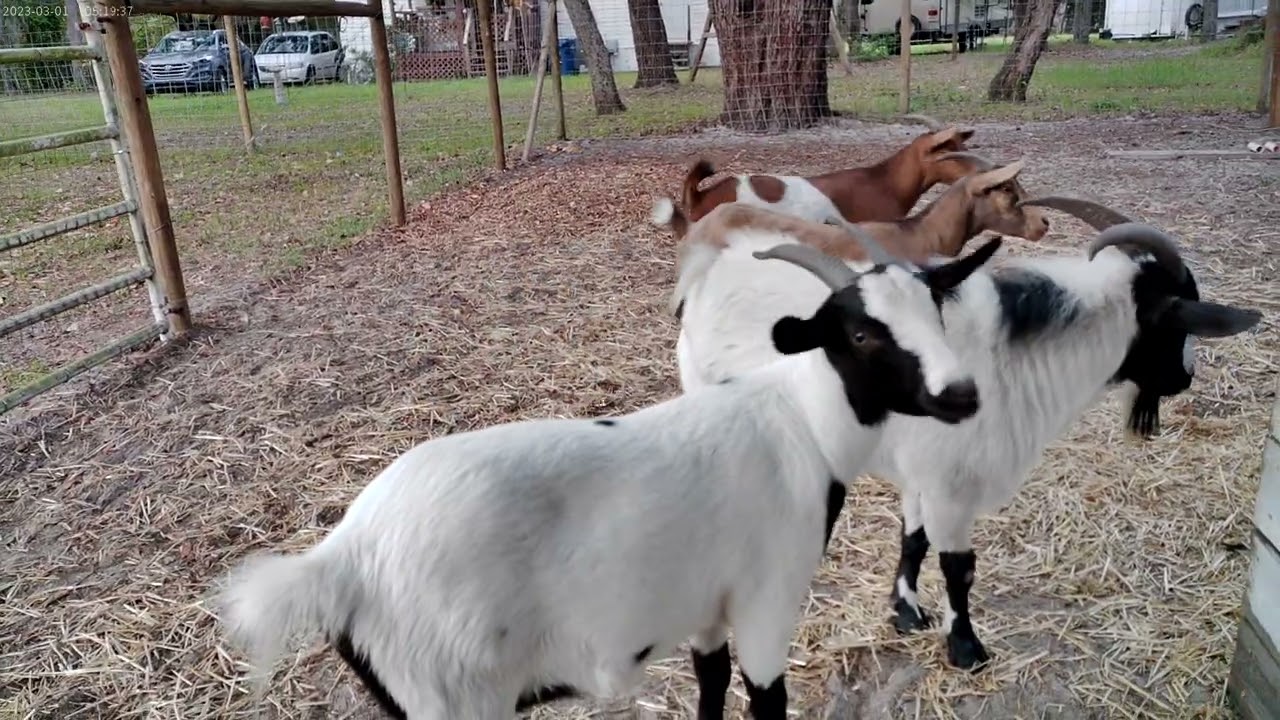 Goats checking out the camera