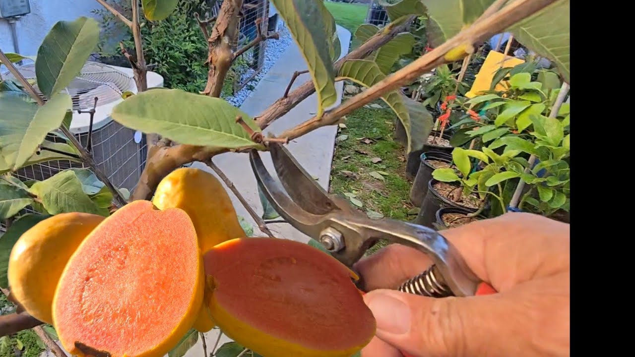 How to prune and shape a Guava tree.