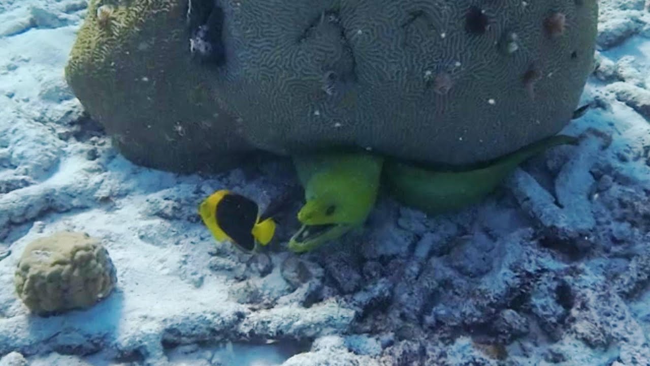 Schnorcheln auf Curaçao | Die Unterwasserwelt, die du erleben musst