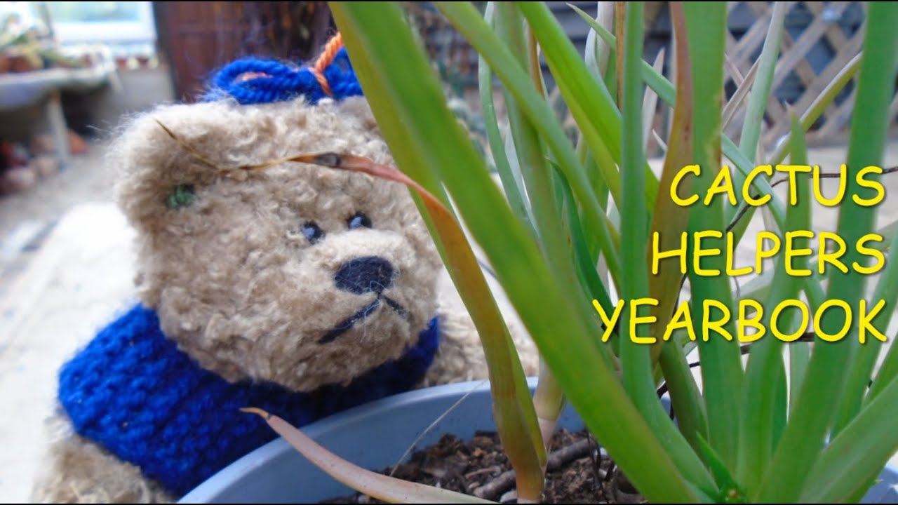 Cactus Helpers Yearbook