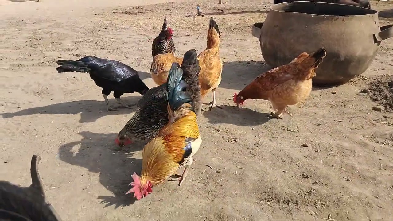 Happy Desi Chickens Enjoying Wheat in the Home Courtyard || Village Farm Life