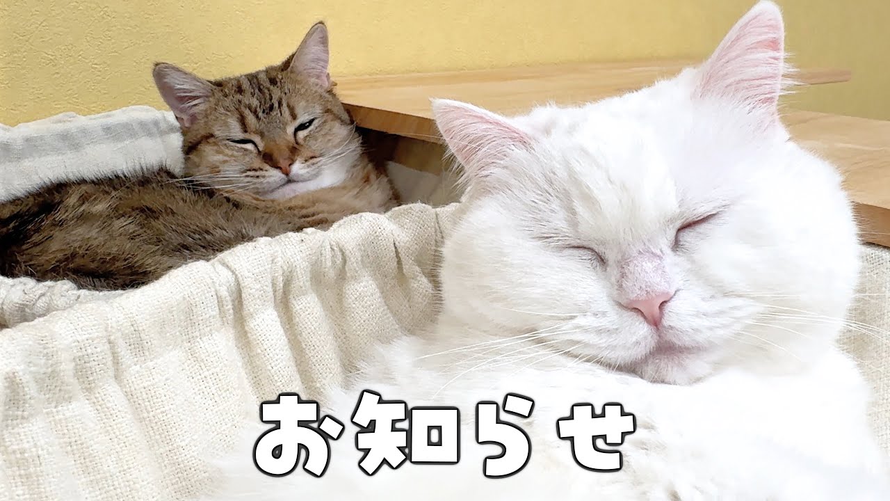 ねこべやからのお知らせ