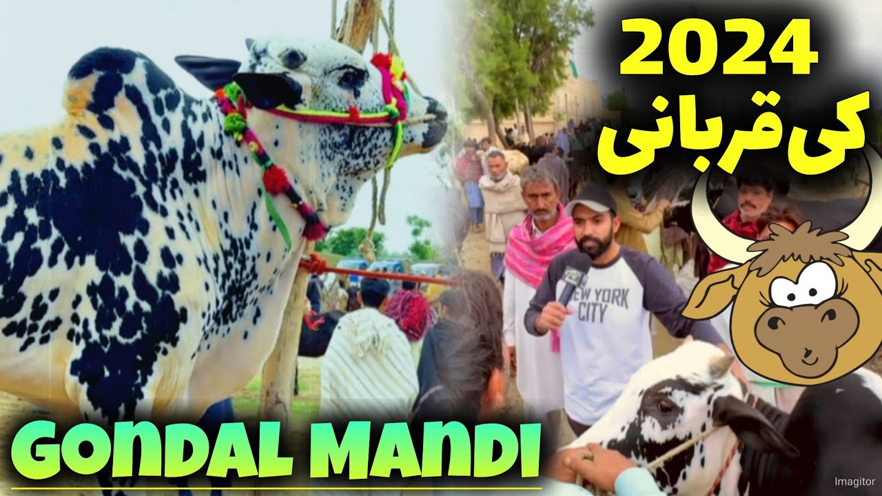Gondal Cow Mandi 2024 - Fateh Jang Bull 2024 - Cow Mandi 2024 - Bakra Mandi - Qurbani 2024 update