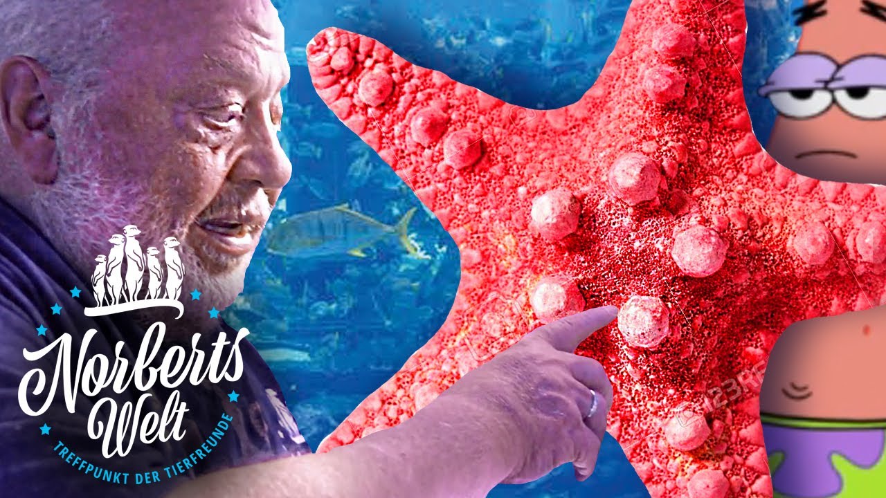 SEESTERNE | PATRICK STAR wirklich DUMM? | NORBERTS WELT | Zoo Zajac