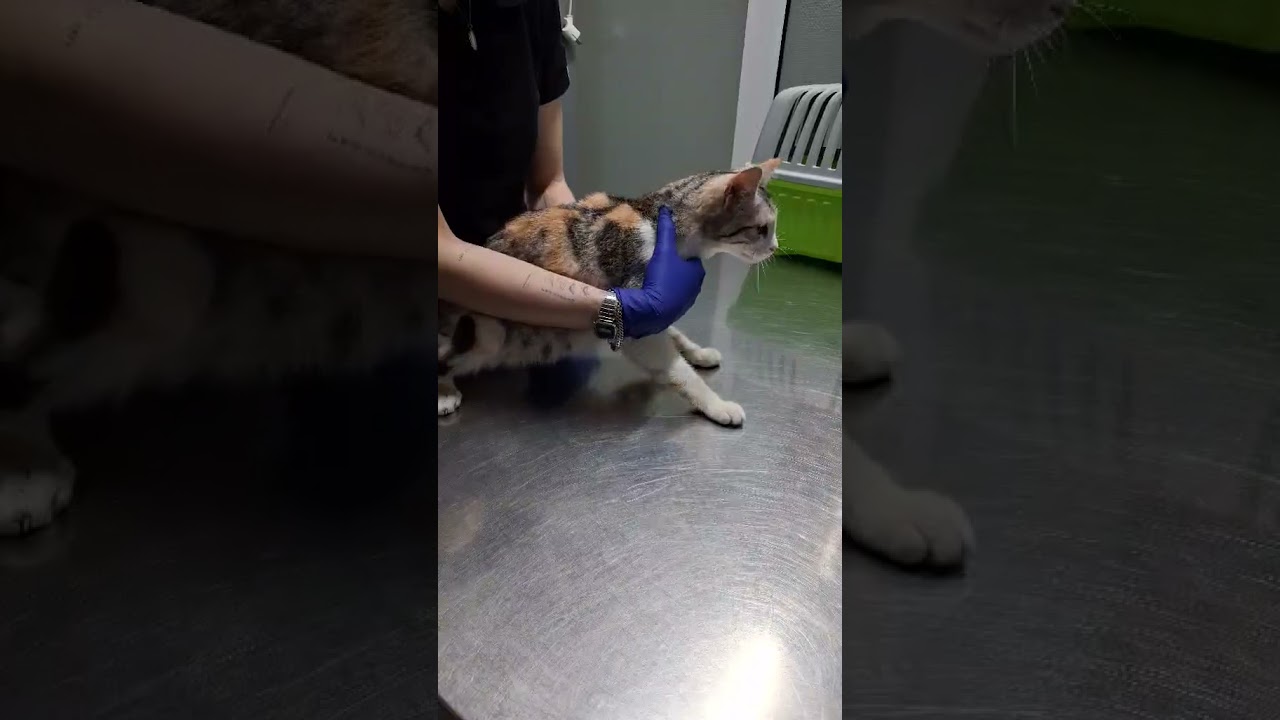 Лилу, сестричка Авангарда в клинике ВетПремьер Одесса #cat