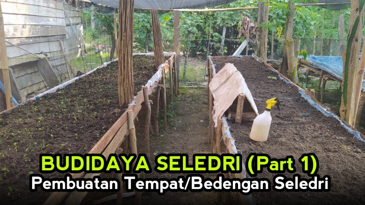 Persiapan Budidaya Seledri, pembuatan tempat bedengan panggung sederhana