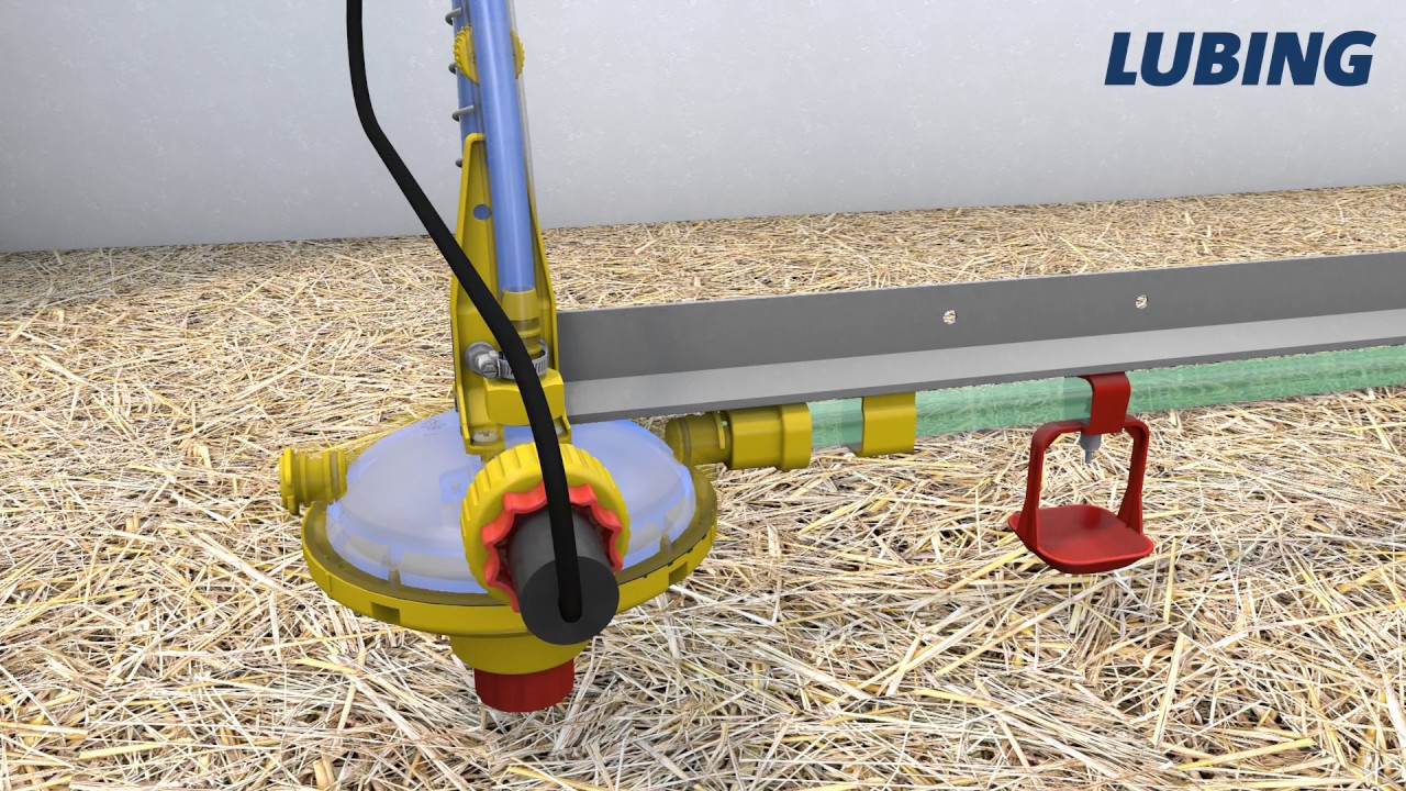 Automatic flushing poultry drinking lines at floor management