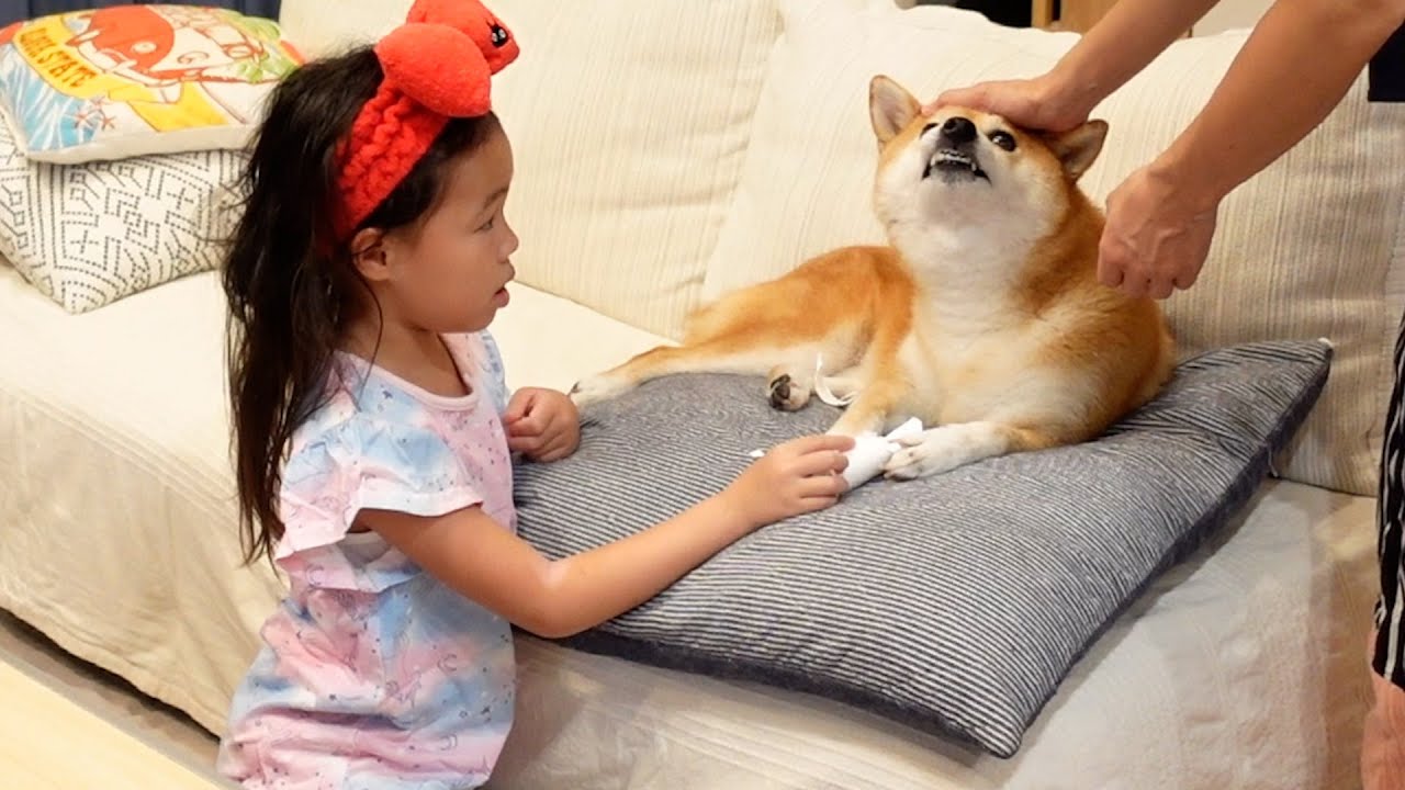 ６歳娘が柴犬の異常にいち早く気づきすごく心配してくれた