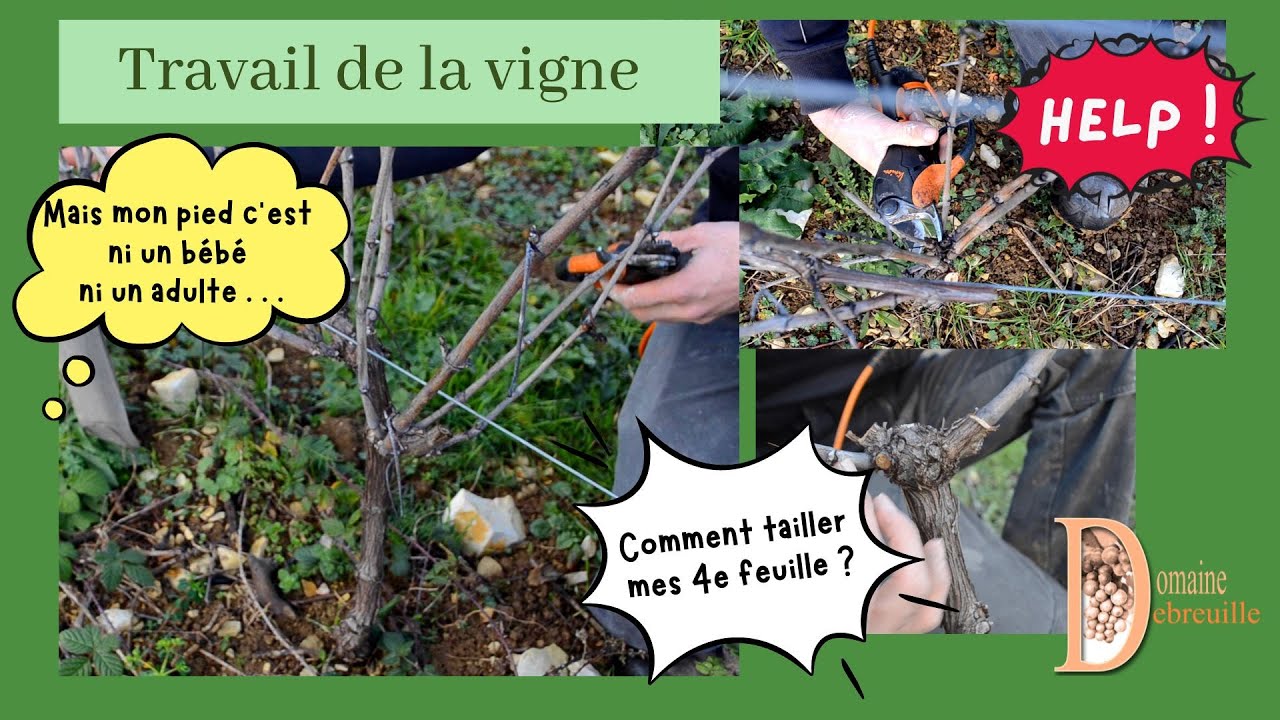 Taille des 4e feuilles // Taille de la jeune vigne // Taille de formation d'un pied de vigne