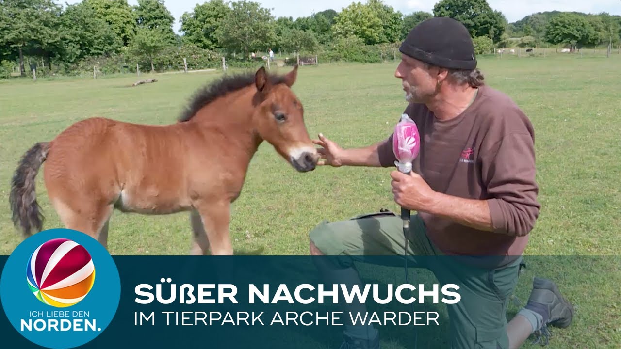 Niedlicher Nachwuchs im Tierpark Arche Warder