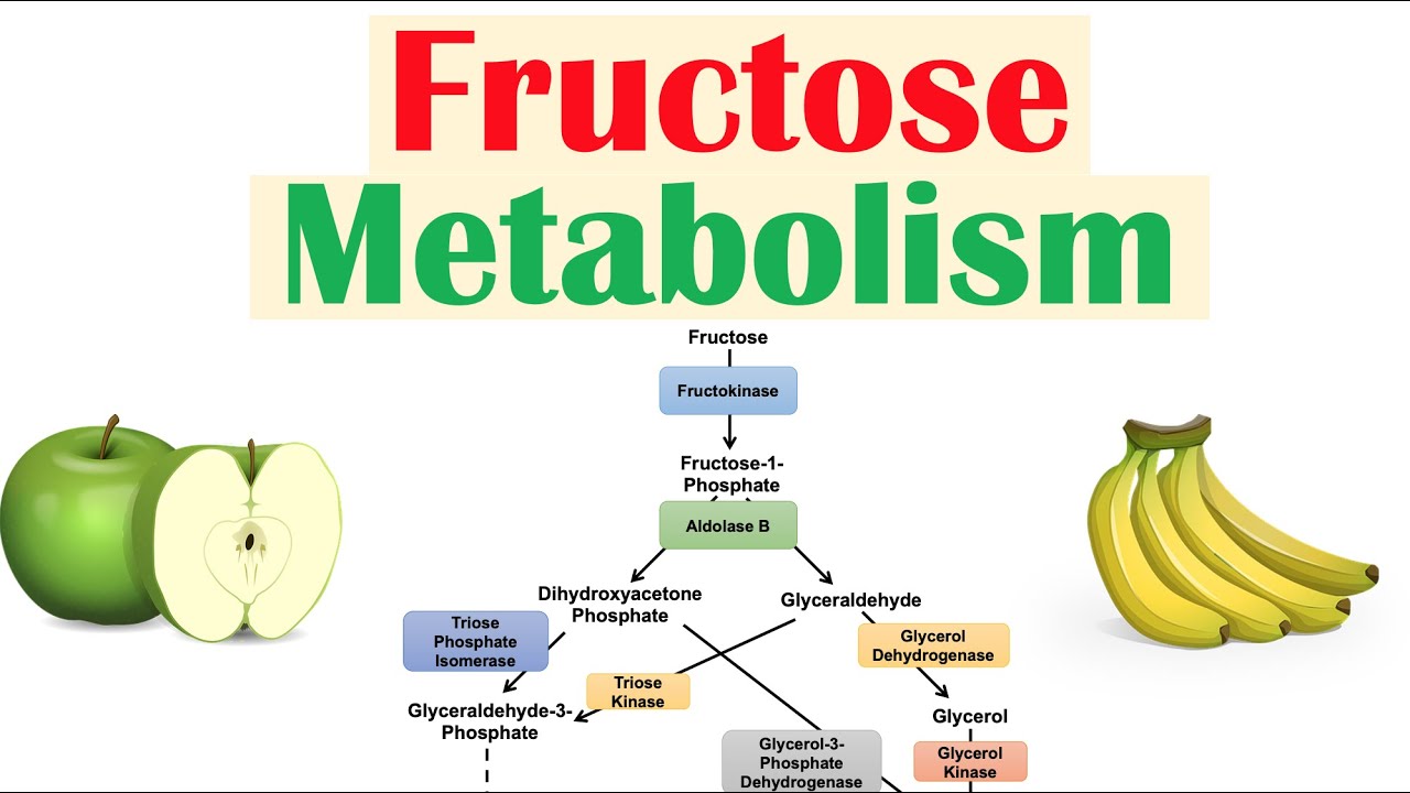 Fructose Metabolism: Absorption, Fructolysis, Regulation and Role in Obesity