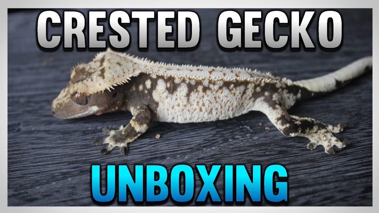 Unboxing 4 New High End Crested Geckos!