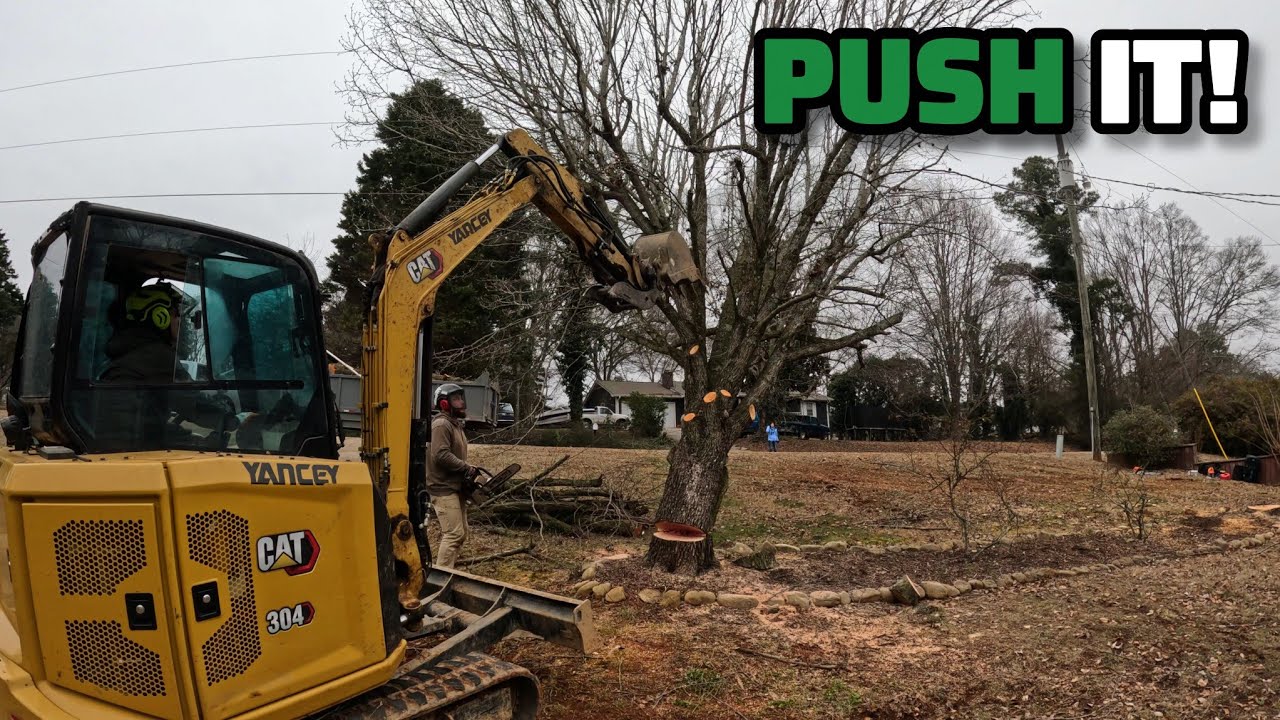 We Got Hired To Remove These Big Trees Before The Next Storm! - Day In The Tree Removal Business
