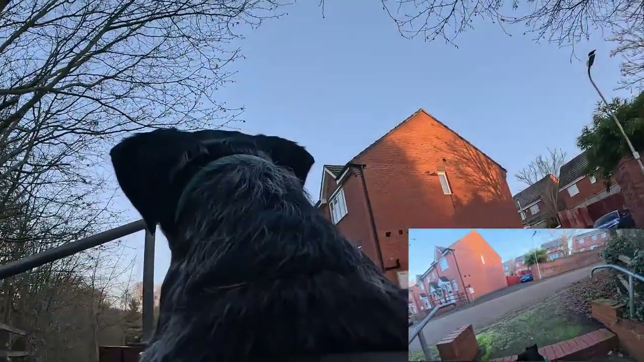 Walkies with Merlin - 26/12/25 - Morning Dog Walk